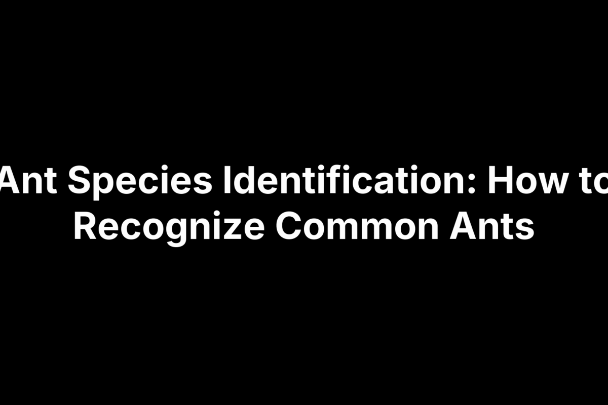 Ant Species Identification: How to Recognize Common Ants