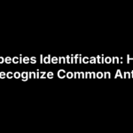 Ant Species Identification: How to Recognize Common Ants