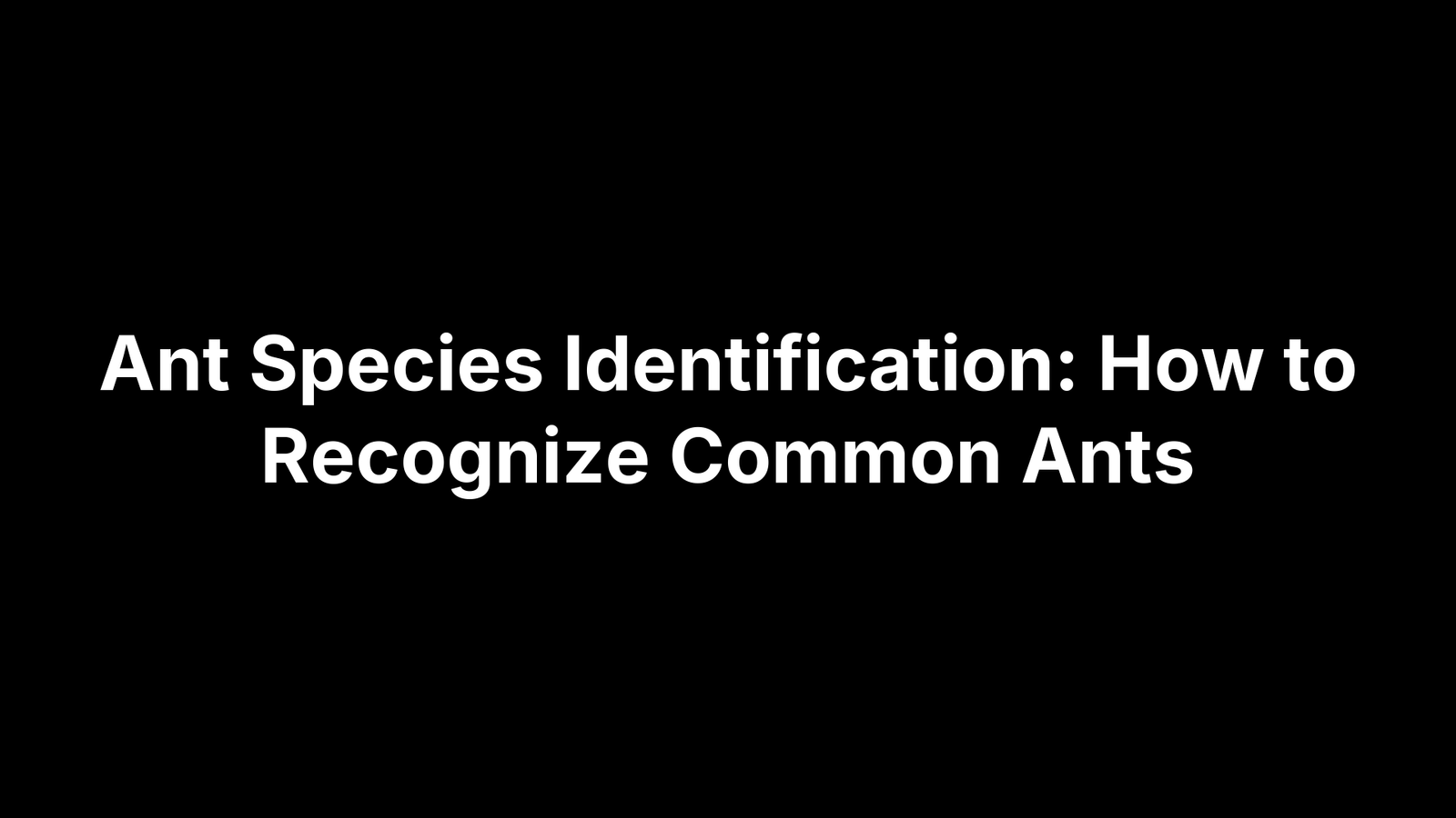 Ant Species Identification: How to Recognize Common Ants