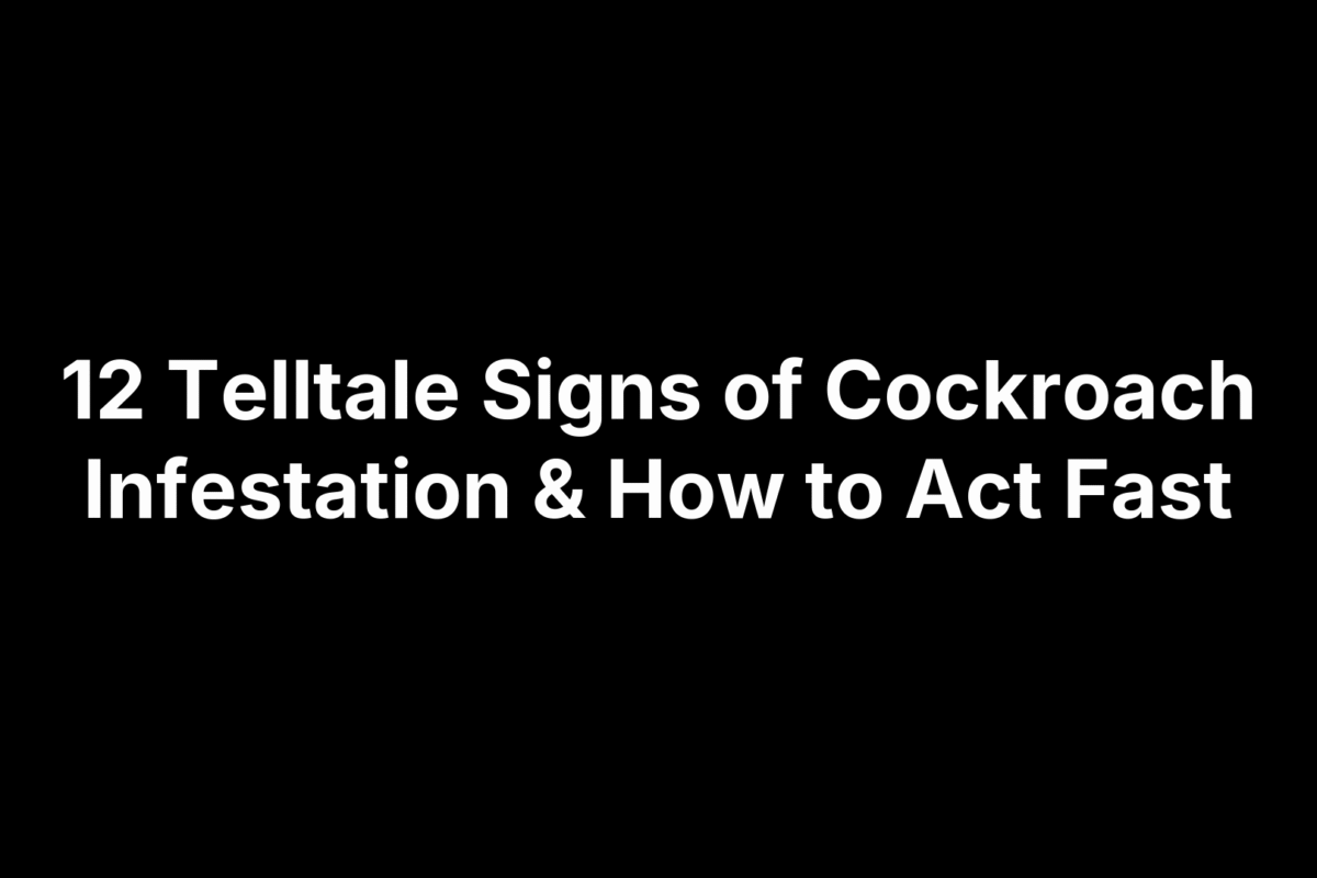 12 Telltale Signs of Cockroach Infestation & How to Act Fast
