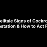 12 Telltale Signs of Cockroach Infestation & How to Act Fast