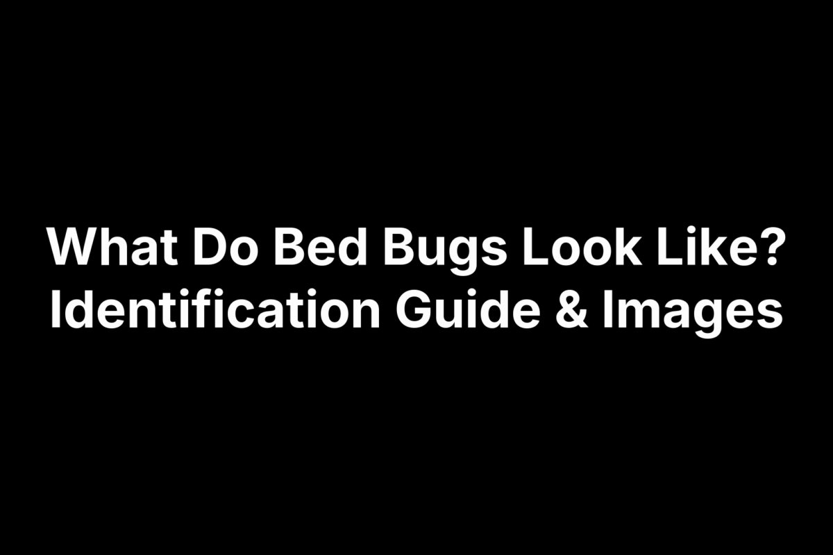 What Do Bed Bugs Look Like? Identification Guide & Images