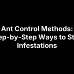 Ant Control Methods: Step-by-Step Ways to Stop Infestations