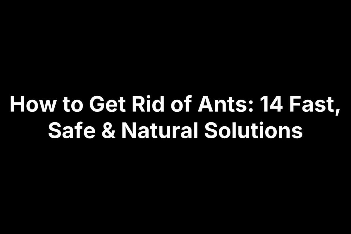 How to Get Rid of Ants: 14 Fast, Safe & Natural Solutions