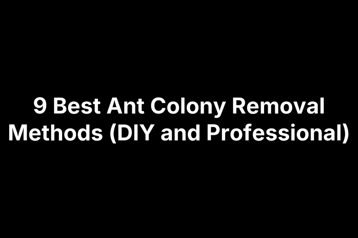 9 Best Ant Colony Removal Methods (DIY and Professional)