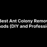9 Best Ant Colony Removal Methods (DIY and Professional)