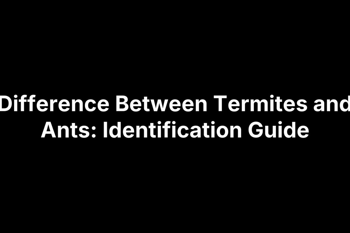 Difference Between Termites and Ants: Identification Guide