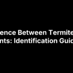 Difference Between Termites and Ants: Identification Guide