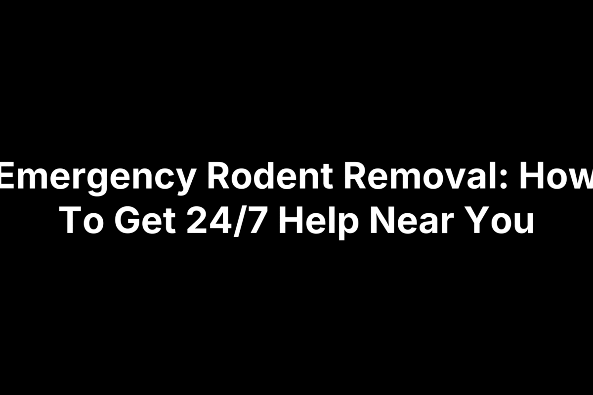Emergency Rodent Removal: How To Get 24/7 Help Near You