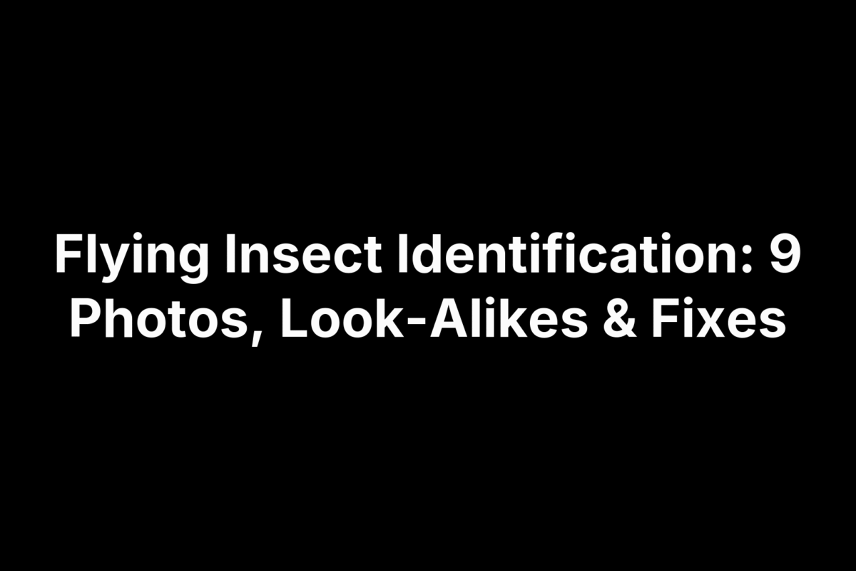 Flying Insect Identification: 9 Photos, Look-Alikes & Fixes