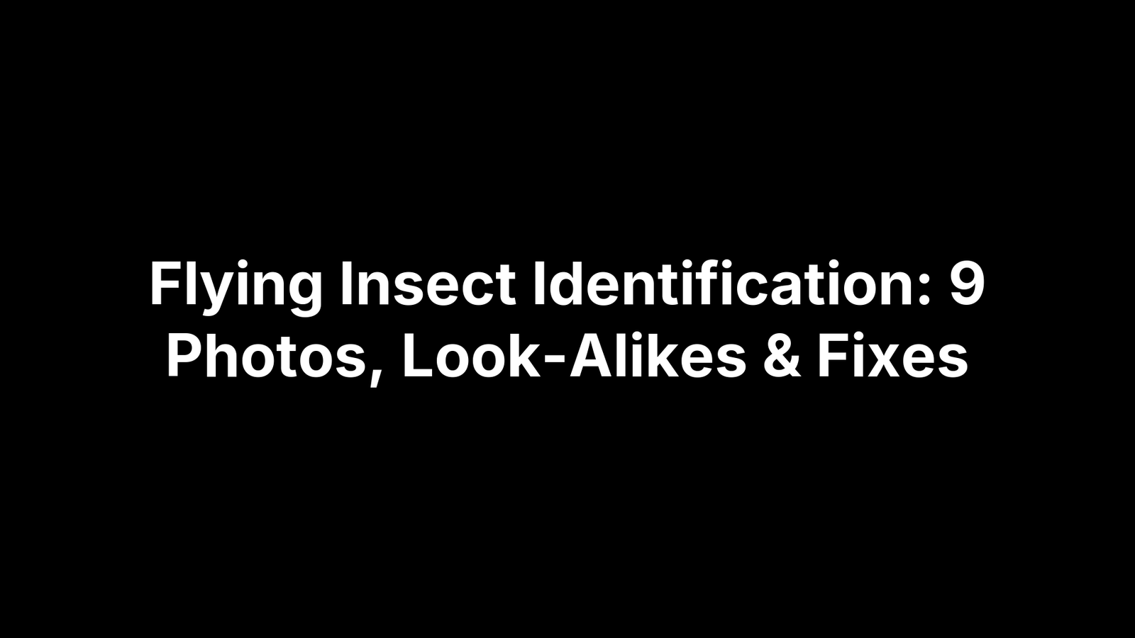 Flying Insect Identification: 9 Photos, Look-Alikes & Fixes