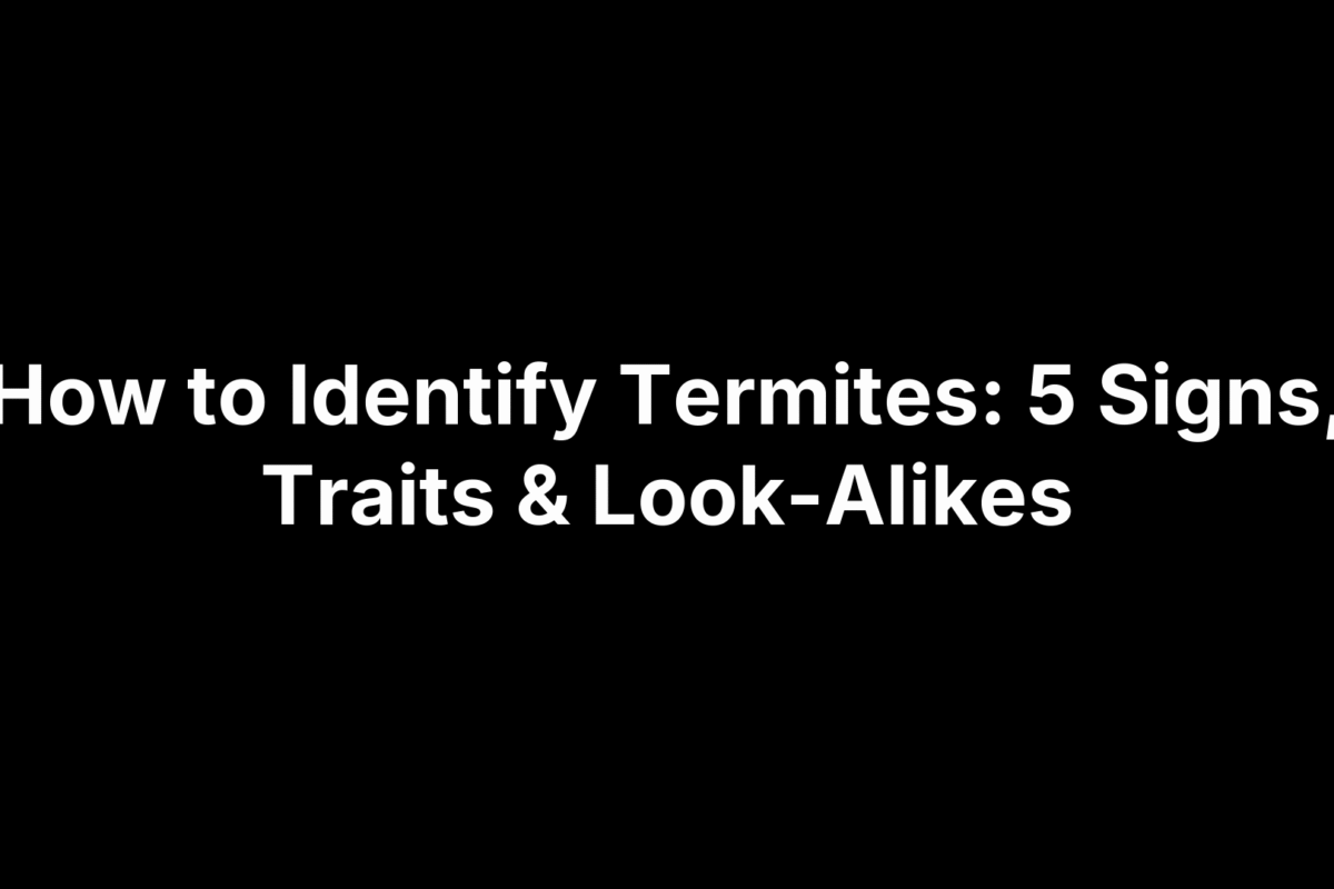 How to Identify Termites: 5 Signs, Traits & Look-Alikes