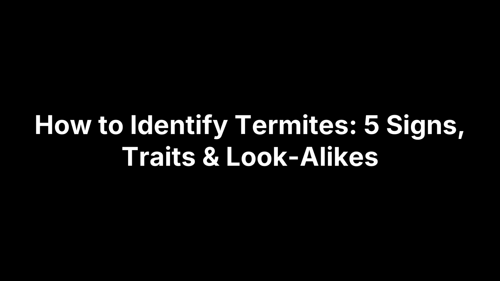 How to Identify Termites: 5 Signs, Traits & Look-Alikes