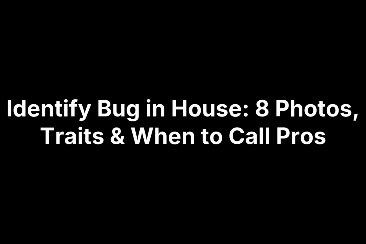 Identify Bug in House: 8 Photos, Traits & When to Call Pros