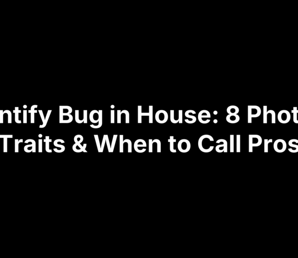 Identify Bug in House: 8 Photos, Traits & When to Call Pros
