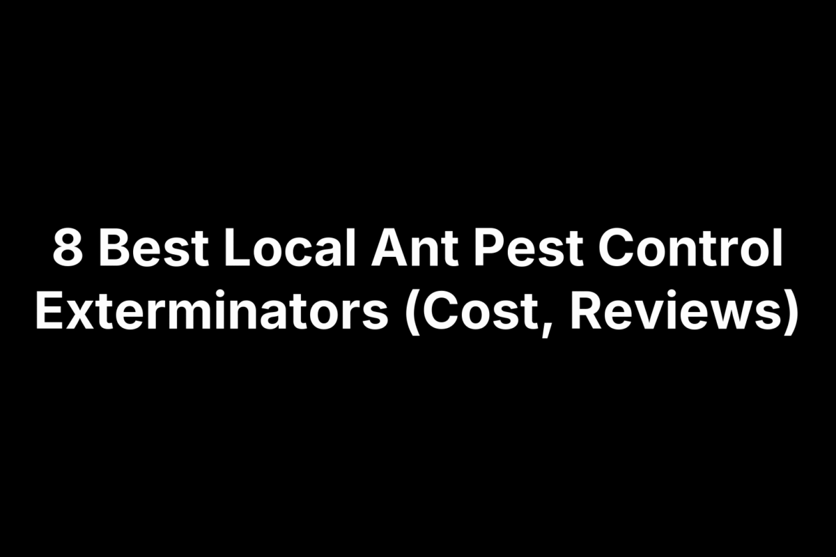 8 Best Local Ant Pest Control Exterminators (Cost, Reviews)