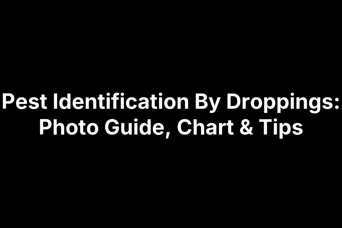 Pest Identification By Droppings: Photo Guide, Chart & Tips
