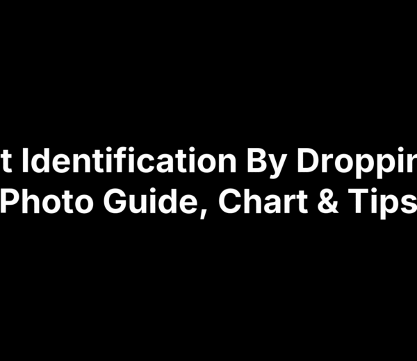 Pest Identification By Droppings: Photo Guide, Chart & Tips