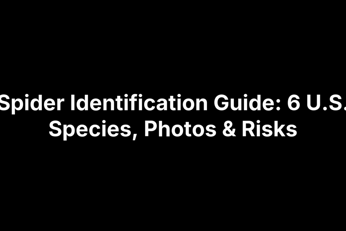 Spider Identification Guide: 6 U.S. Species, Photos & Risks