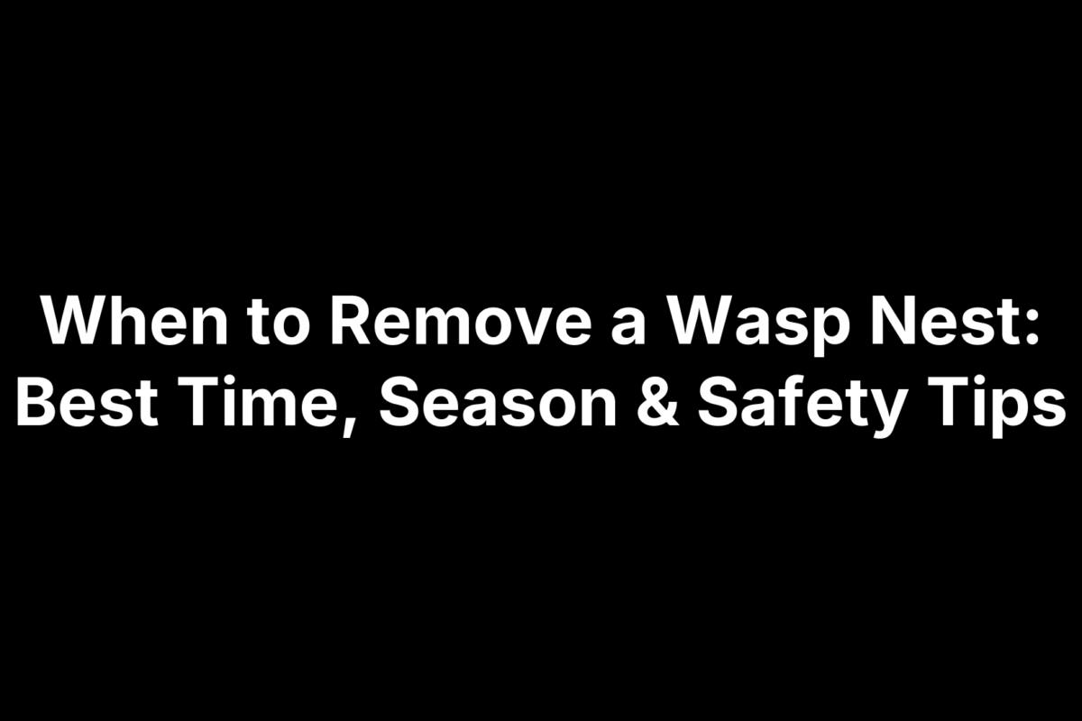 When to Remove a Wasp Nest: Best Time, Season & Safety Tips