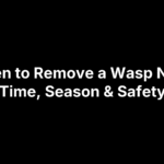 When to Remove a Wasp Nest: Best Time, Season & Safety Tips
