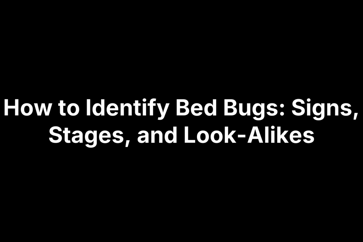 How to Identify Bed Bugs: Signs, Stages, and Look-Alikes