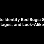 How to Identify Bed Bugs: Signs, Stages, and Look-Alikes