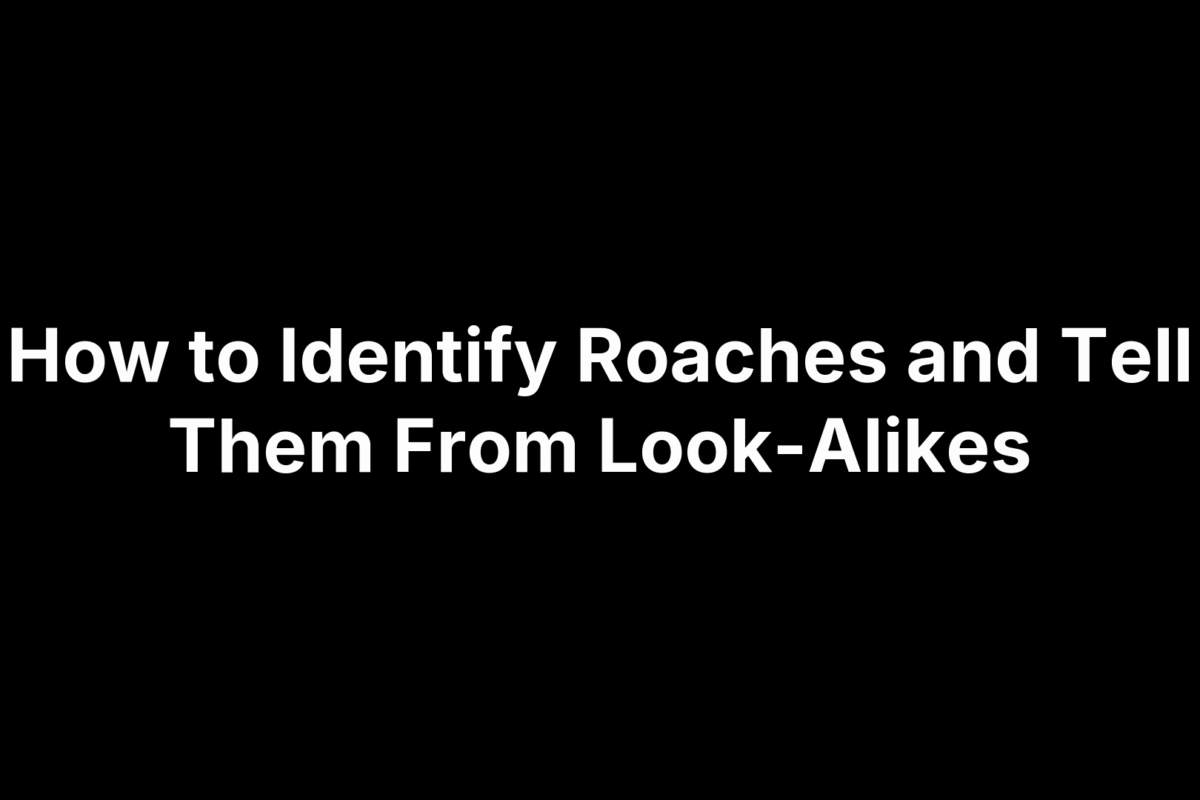 How to Identify Roaches and Tell Them From Look-Alikes