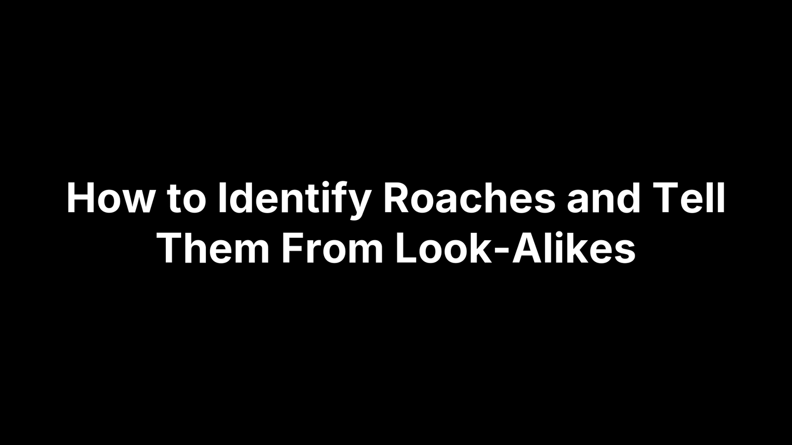 How to Identify Roaches and Tell Them From Look-Alikes