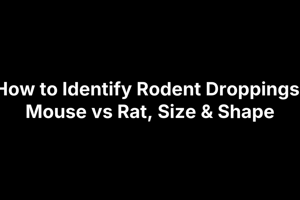 How to Identify Rodent Droppings: Mouse vs Rat, Size & Shape