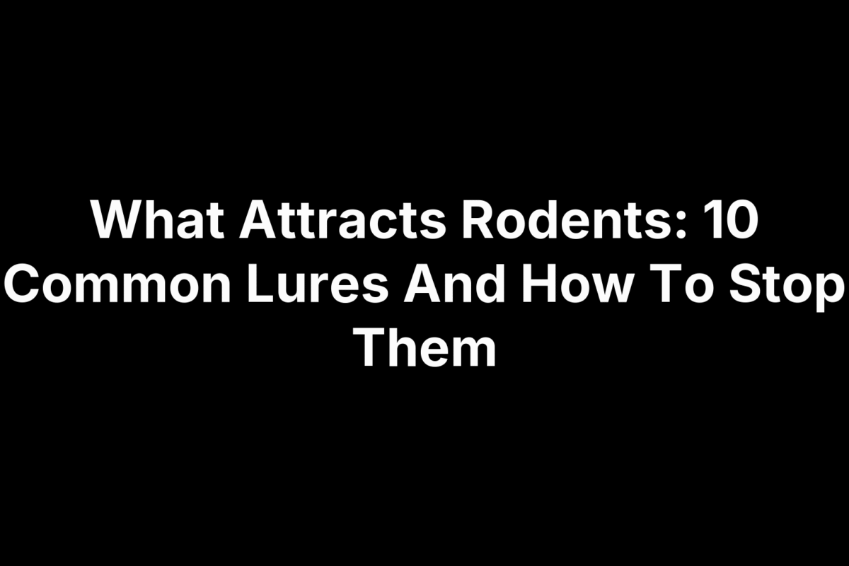 What Attracts Rodents: 10 Common Lures And How To Stop Them