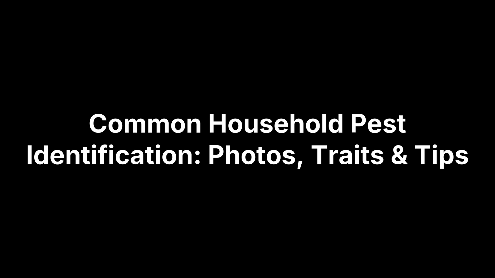 Common Household Pest Identification: Photos, Traits & Tips