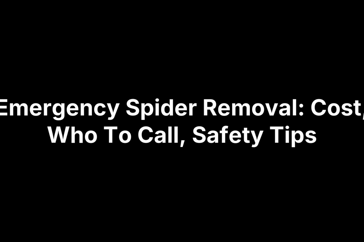Emergency Spider Removal: Cost, Who To Call, Safety Tips