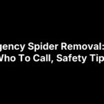 Emergency Spider Removal: Cost, Who To Call, Safety Tips