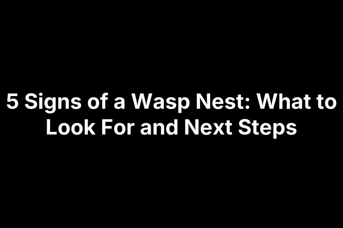 5 Signs of a Wasp Nest: What to Look For and Next Steps