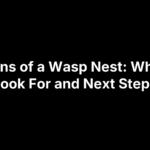 5 Signs of a Wasp Nest: What to Look For and Next Steps