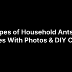 Types of Household Ants: 5 Species With Photos & DIY Control