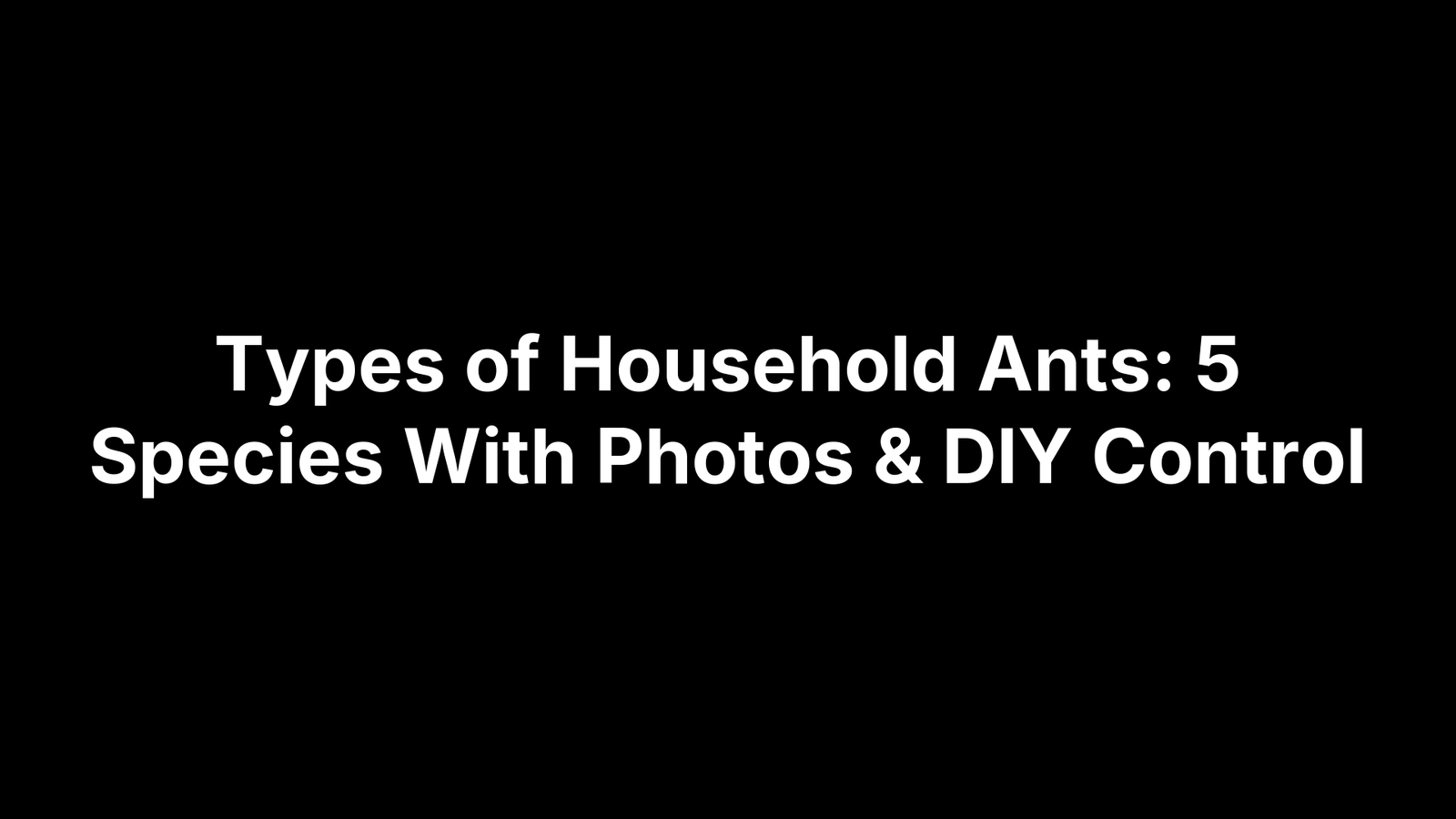 Types of Household Ants: 5 Species With Photos & DIY Control
