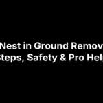 Wasp Nest in Ground Removal: DIY Steps, Safety & Pro Help