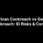 American Cockroach vs German Cockroach: ID Risks & Control