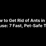How to Get Rid of Ants in the House: 7 Fast, Pet-Safe Tips