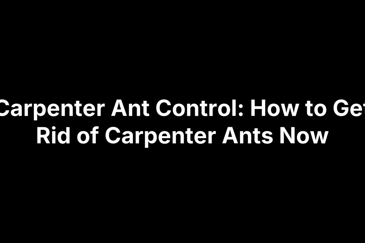 Carpenter Ant Control: How to Get Rid of Carpenter Ants Now