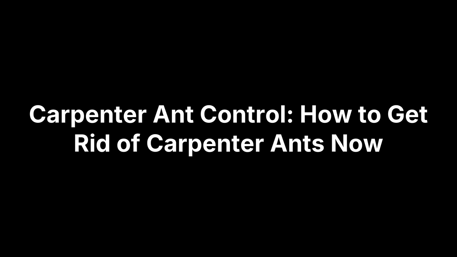 Carpenter Ant Control: How to Get Rid of Carpenter Ants Now