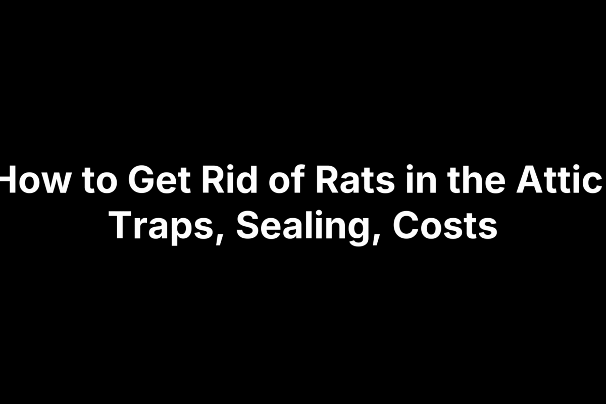 How to Get Rid of Rats in the Attic: Traps, Sealing, Costs