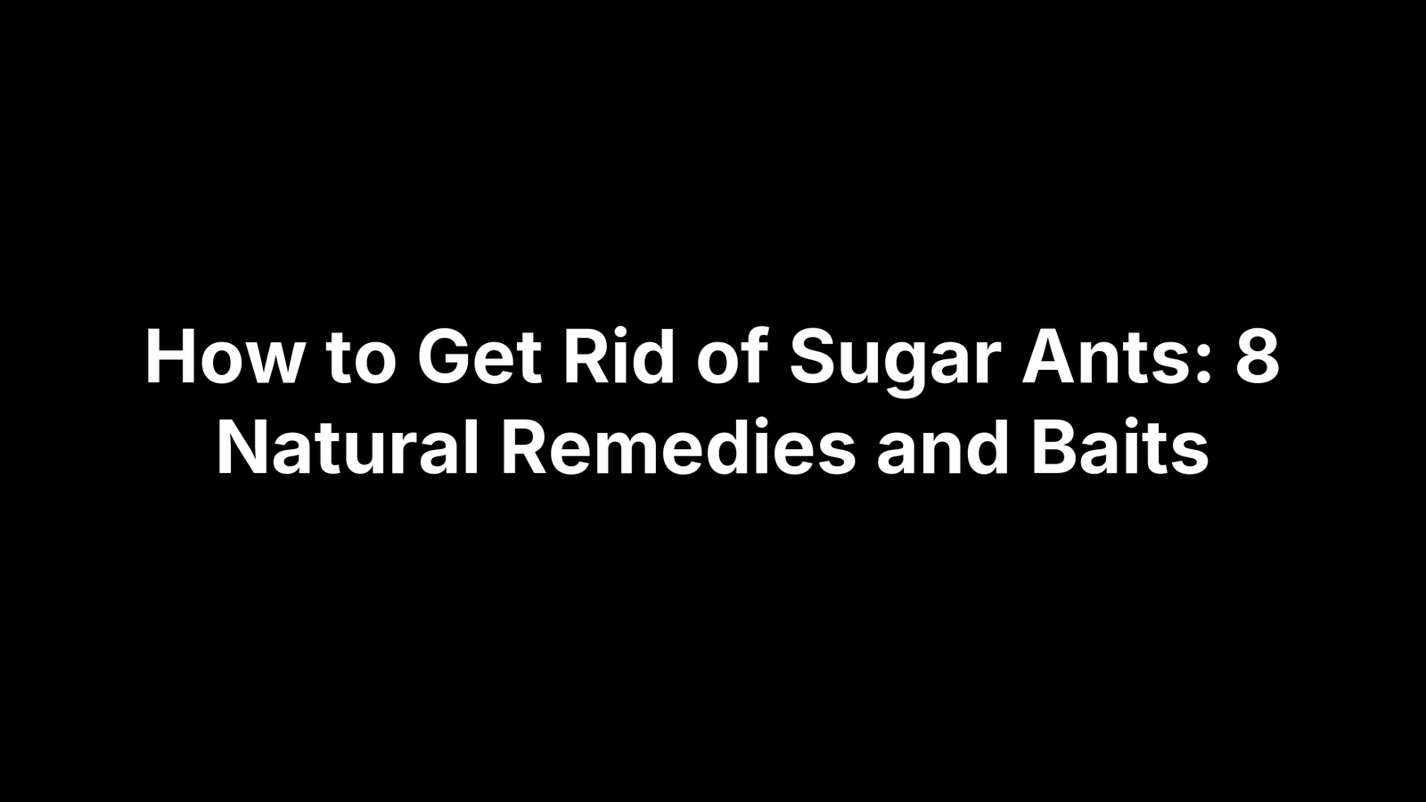 How to Get Rid of Sugar Ants: 8 Natural Remedies and Baits