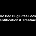 What Do Bed Bug Bites Look Like? Identification & Treatment
