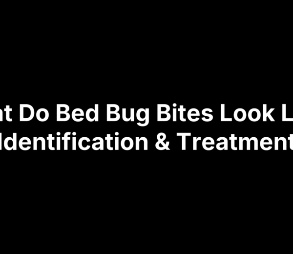 What Do Bed Bug Bites Look Like? Identification & Treatment