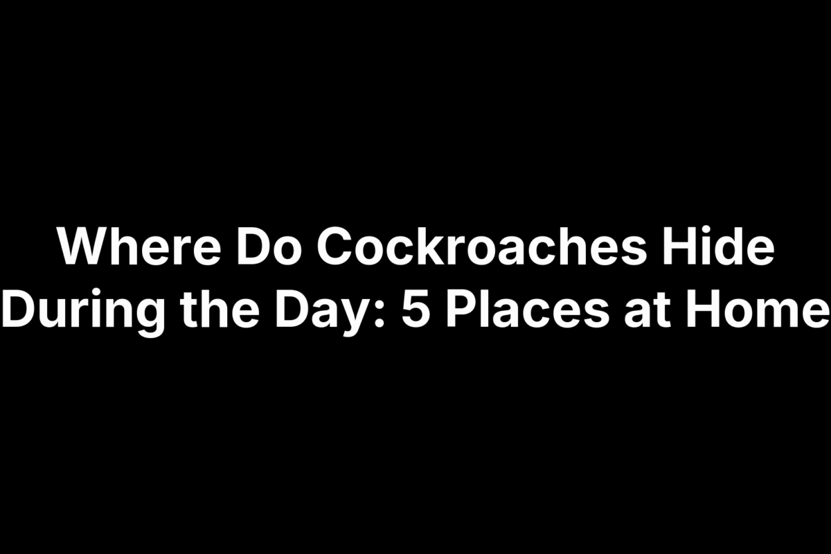 Where Do Cockroaches Hide During the Day: 5 Places at Home